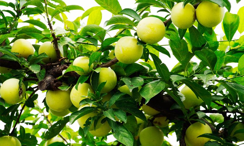 九游游戏中心客户端案例展示二